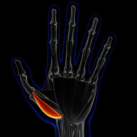 3D Illustration, Muscle is a soft tissue, Muscle cells contain proteins , producing a contraction...