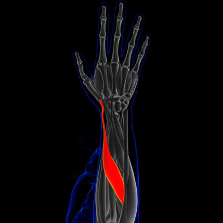 3D Illustration, Muscle is a soft tissue, Muscle cells contain proteins , producing a contraction...