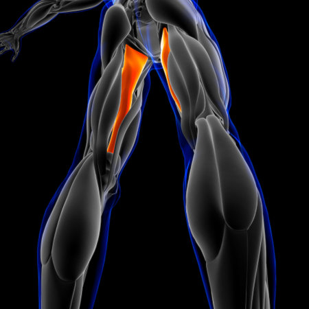 3D Illustration, Muscle is a soft tissue, Muscle cells contain proteins , producing a contraction that changes both the length and the shape of the cell. Muscles function to produce force and motion.の写真素材