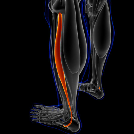 3D Illustration, Muscle is a soft tissue, Muscle cells contain proteins , producing a contraction...