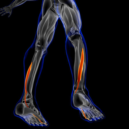 3D Illustration, Muscle is a soft tissue, Muscle cells contain proteins , producing a contraction that changes both the length and the shape of the cell. Muscles function to produce force and motion.の写真素材