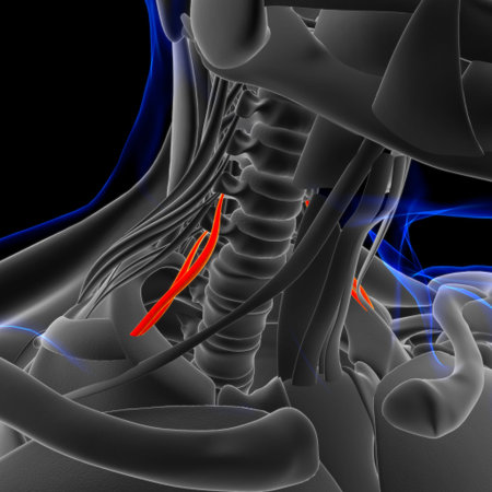 3D Illustration, Muscle is a soft tissue, Muscle cells contain proteins , producing a contraction...