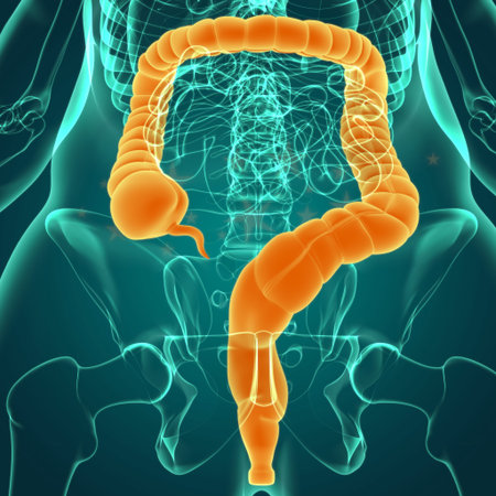 Large Intestine 3D Illustration Human Digestive System Anatomy For Medical Concept