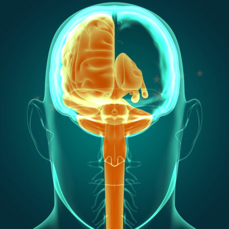 Human Brain Anatomy For Medical Concept 3D Illustrationの写真素材