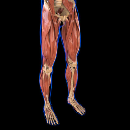 Leg Muscle Anatomy For Medical Concept 3D Illustrationの写真素材