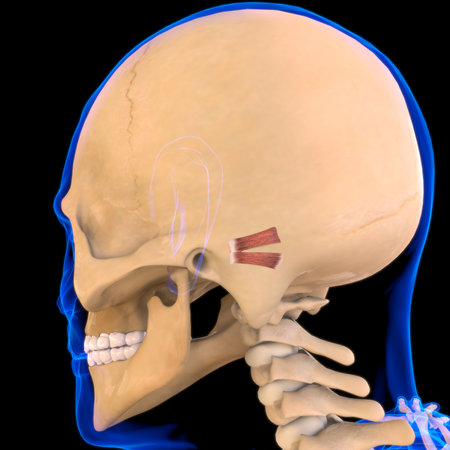 Posterior Auricular Muscle Anatomy For Medical Concept 3D Illustrationの写真素材