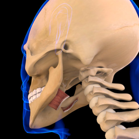 Hyoglossus Muscle Anatomy For Medical Concept 3D Illustrationの写真素材