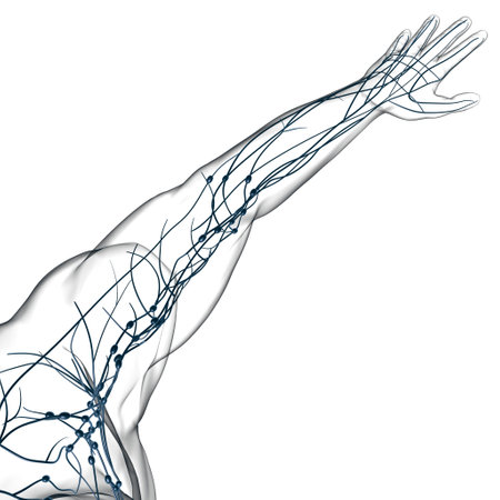 Human Lymph Nodes Anatomy For Medical Concept 3D Illustrationの写真素材