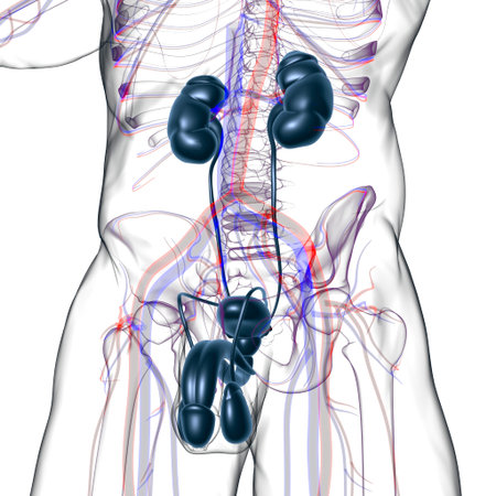 Male Reproductive System Anatomy For Medical Concept 3D Illustration