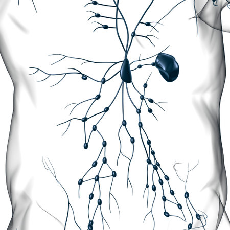 Human Lymph Nodes Anatomy For Medical Concept 3D Illustration