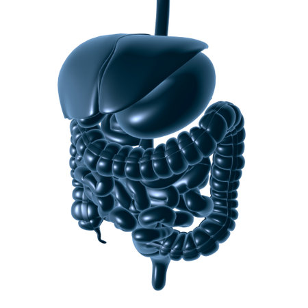 Human Digestive System Anatomy For Medical Concept 3D Illustrationの写真素材