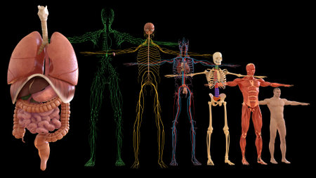 Human Anatomy For medical concept 3D illustrationの写真素材