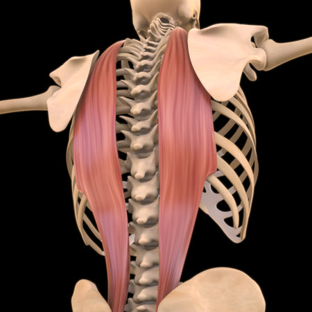 3D Illustration, Muscle is a soft tissue, Muscle cells contain proteins , producing a contraction that changes both the length and the shape of the cell. Muscles function to produce force and motion.の写真素材