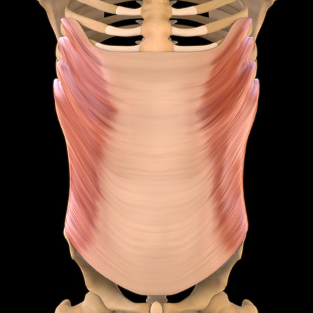 3D Illustration, Muscle is a soft tissue, Muscle cells contain proteins , producing a contraction that changes both the length and the shape of the cell. Muscles function to produce force and motion.の写真素材