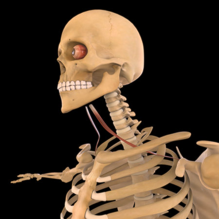 3D Illustration, Muscle is a soft tissue, Muscle cells contain proteins , producing a contraction that changes both the length and the shape of the cell. Muscles function to produce force and motion.の写真素材