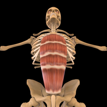 3D Illustration, Muscle is a soft tissue, Muscle cells contain proteins , producing a contraction that changes both the length and the shape of the cell. Muscles function to produce force and motion.の写真素材