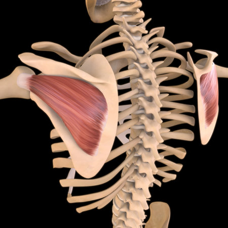 3D Illustration, Muscle is a soft tissue, Muscle cells contain proteins , producing a contraction that changes both the length and the shape of the cell. Muscles function to produce force and motion.の写真素材