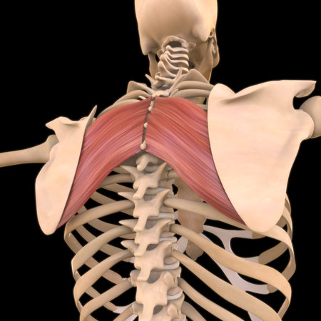 3D Illustration, Muscle is a soft tissue, Muscle cells contain proteins , producing a contraction that changes both the length and the shape of the cell. Muscles function to produce force and motion.の写真素材