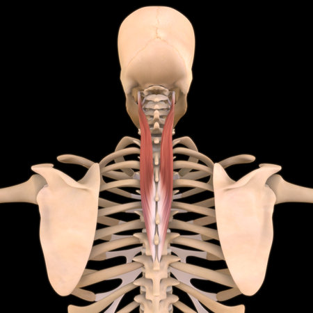 3D Illustration, Muscle is a soft tissue, Muscle cells contain proteins , producing a contraction that changes both the length and the shape of the cell. Muscles function to produce force and motion.の写真素材