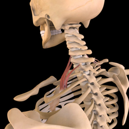 3D Illustration, Muscle is a soft tissue, Muscle cells contain proteins , producing a contraction that changes both the length and the shape of the cell. Muscles function to produce force and motion.の写真素材