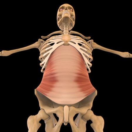 3D Illustration, Muscle is a soft tissue, Muscle cells contain proteins , producing a contraction that changes both the length and the shape of the cell. Muscles function to produce force and motion.の写真素材