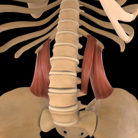 3D Illustration, Muscle is a soft tissue, Muscle cells contain proteins , producing a contraction that changes both the length and the shape of the cell. Muscles function to produce force and motion.の写真素材