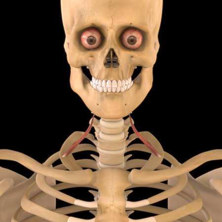 3D Illustration, Muscle is a soft tissue, Muscle cells contain proteins , producing a contraction that changes both the length and the shape of the cell. Muscles function to produce force and motion.の写真素材