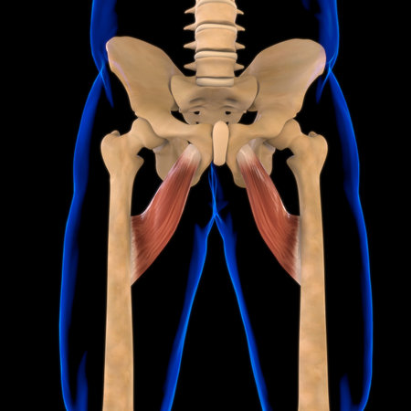 3D Illustration, Muscle is a soft tissue, Muscle cells contain proteins , producing a contraction...