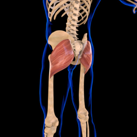 3D Illustration, Muscle is a soft tissue, Muscle cells contain proteins , producing a contraction that changes both the length and the shape of the cell. Muscles function to produce force and motion.の写真素材