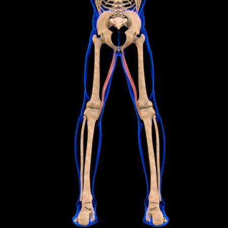 3D Illustration, Muscle is a soft tissue, Muscle cells contain proteins , producing a contraction...
