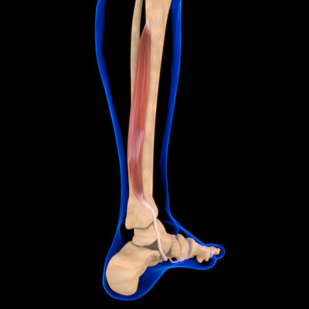 3D Illustration, Muscle is a soft tissue, Muscle cells contain proteins , producing a contraction...