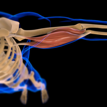 3D Illustration, Muscle is a soft tissue, Muscle cells contain proteins , producing a contraction...