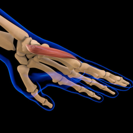 3D Illustration, Muscle is a soft tissue, Muscle cells contain proteins , producing a contraction...
