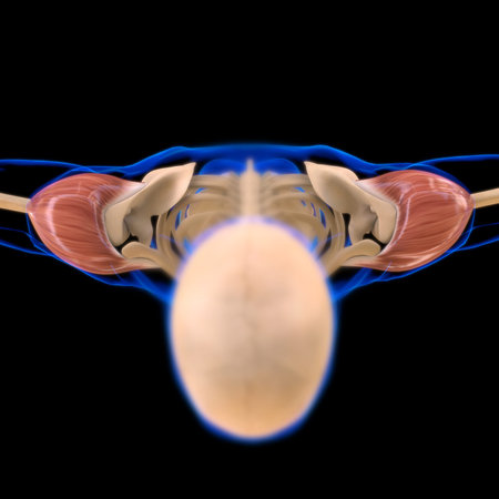 3D Illustration, Muscle is a soft tissue, Muscle cells contain proteins , producing a contraction...