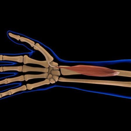 3D Illustration, Muscle is a soft tissue, Muscle cells contain proteins , producing a contraction...