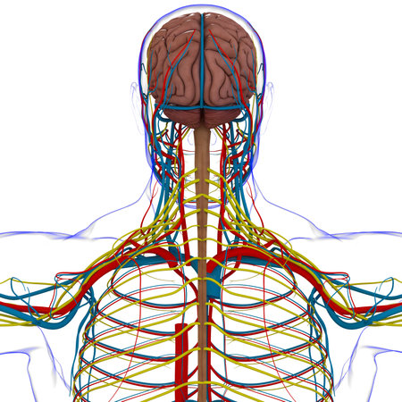 Human Brain Anatomy For Medical Concept 3D Illustrationの写真素材