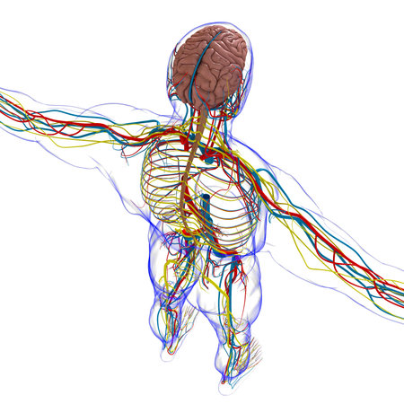 Human Brain Anatomy For Medical Concept 3D Illustration