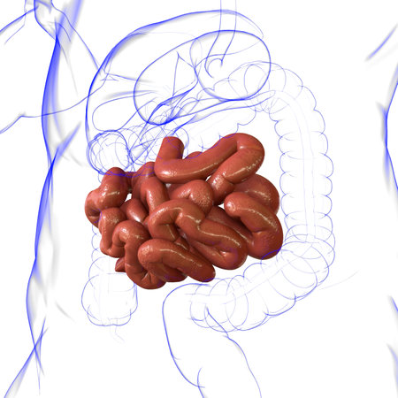 Small Intestine 3D Illustration Human Digestive System Anatomy For Medical Conceptの写真素材