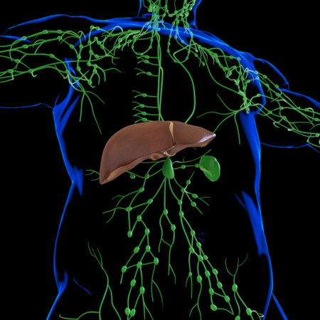 Liver 3D Illustration Human Digestive System Anatomy For Medical Concept