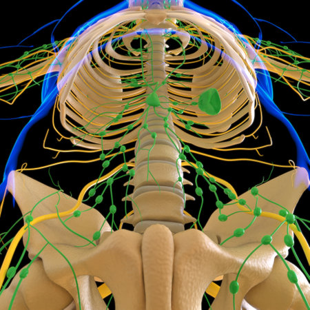 Human Lymph Nodes Anatomy For Medical Concept 3D Illustrationの写真素材