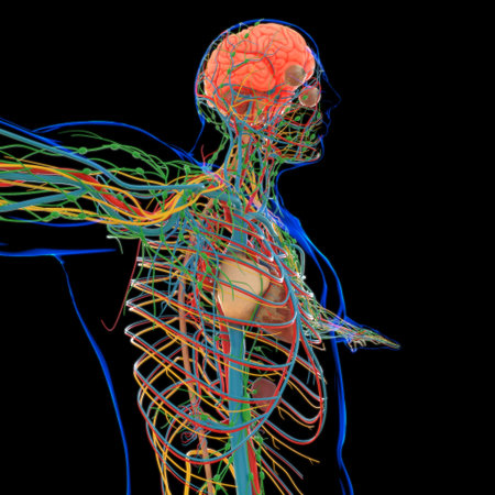 Human Heart With Circulatory System Anatomy For Medical Concept 3D Illustration