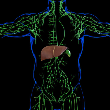 Liver 3D Illustration Human Digestive System Anatomy For Medical Concept
