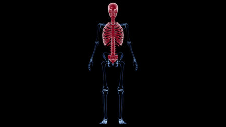 Human Skeleton Axial Skeleton Anatomy 3D Illustration