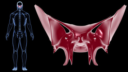 Human Skeleton Skull Sphenoid Bone Anatomy For Medical Concept 3D Illustrationの写真素材