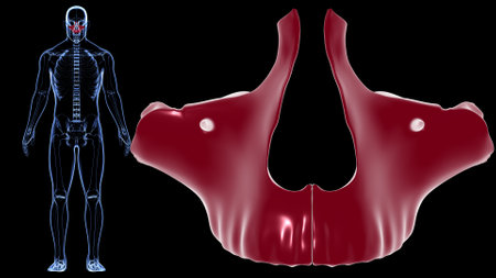 Human Skeleton Skull Maxillal Bone Anatomy For Medical Concept 3D Illustrationの写真素材
