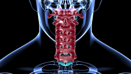Human Skeleton Vertebral Column Cervical Vertebrae Anatomy 3D Illustration