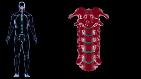 Human Skeleton Vertebral Column Cervical Vertebrae Anatomy 3D Illustrationの写真素材