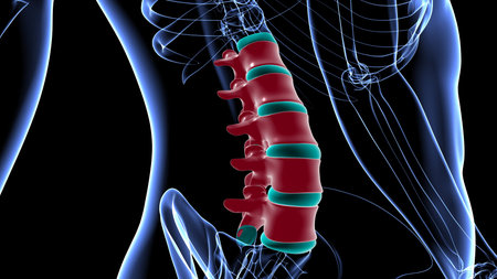 Human Skeleton Vertebral Column Lumbar Vertebrae Anatomy 3D Illustration