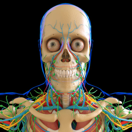 Human Anatomy With Skeleton System For Medical Concept 3D Illustrationの写真素材