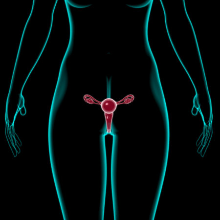 Female Reproductive System Anatomy For Medical Concept 3D Illustrationの写真素材